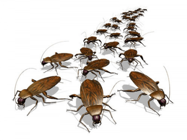 Заговоры от тараканов и других насекомых