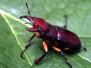 Удивительный мир насекомых: отряд жесткокрылые