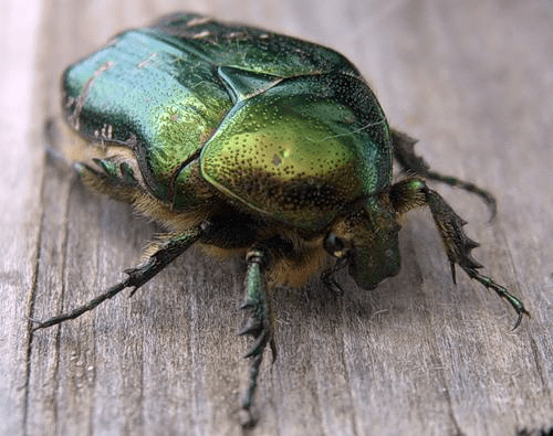 Как живут и чем питаются бронзовые жуки