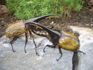 Жук-геркулес – силач в мире насекомых