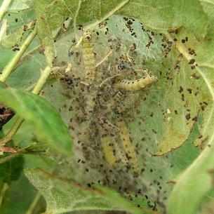 Питание и распространение популяций насекомых-вредителей