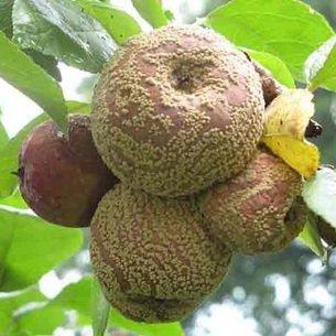 Болезни плодовых деревьев: фото и описание
