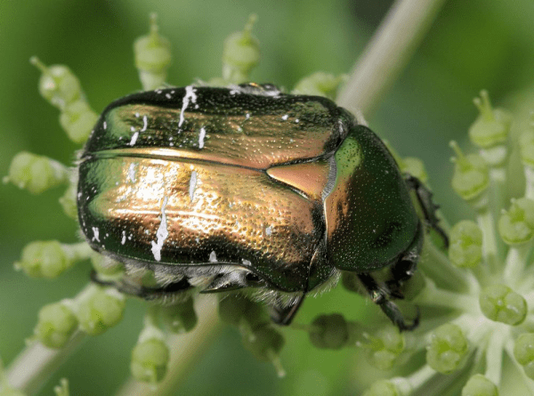 Как живут и чем питаются бронзовые жуки