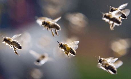 Весна в хозяйстве пчеловода: работы и заботы