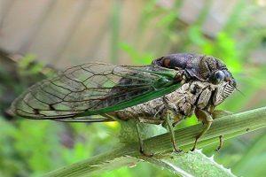 Цикада – насекомое с прекрасным голосом