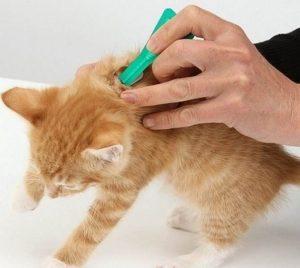 Эффективные и безопасные капли от блох для кошек 