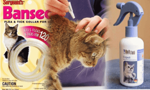 Эффективные средства для кошек от блох и клещей 