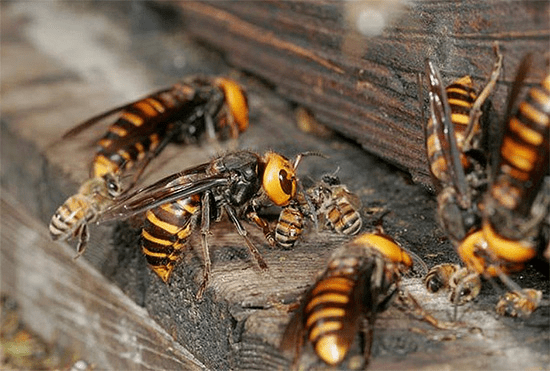 Способы избавления от пчел