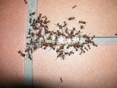 Муравьи в квартире: как вывести, как избавится. Средство от муравьев в квартире