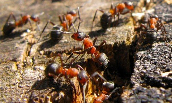 Рыжие муравьи. Как избавиться от домашних рыжих муравьев