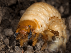 Особенности внутреннего строения майского жука