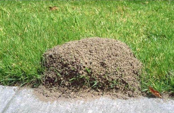 Как избавиться от муравьев: методы борьбы, способы уничтожения
