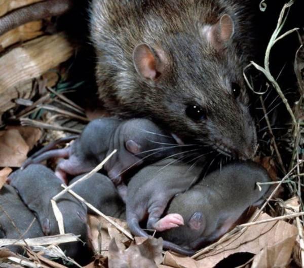 Крысы: разновидности, образ жизни, места обитания в природе и городах.