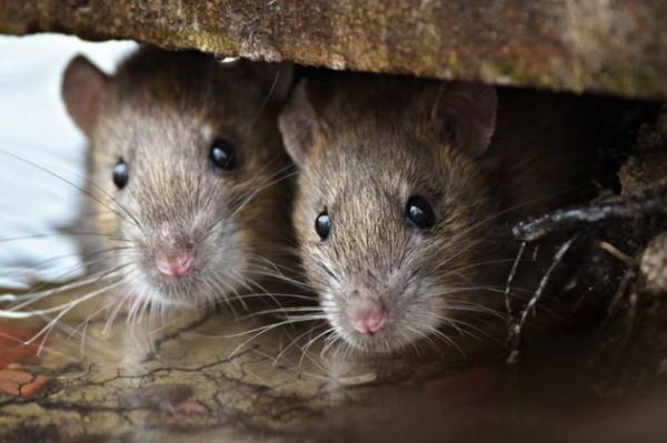 Крысы: разновидности, образ жизни, места обитания в природе и городах.