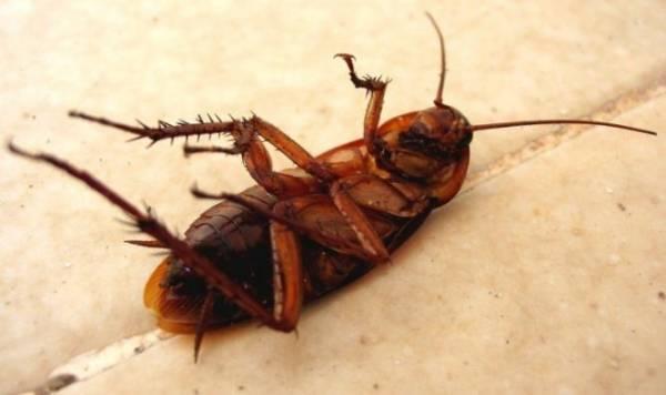 Гет от тараканов – нанотехнология против непрошенных соседей