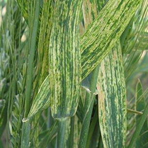 Основные болезни зерновых культур