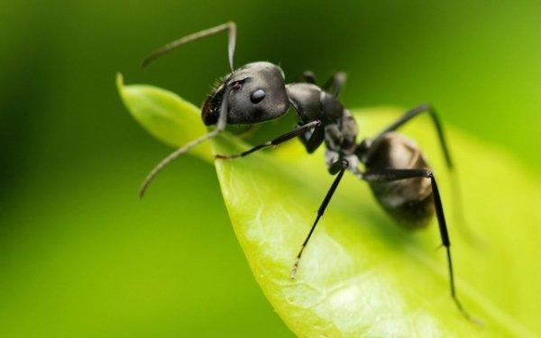 Черные муравьи в доме, квартире, огороде, саду