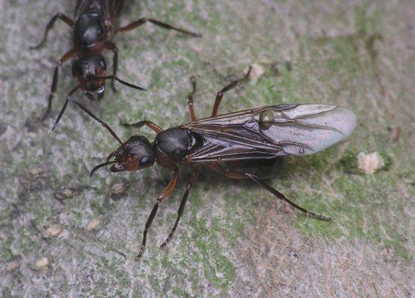 Как избавиться от муравьев с крыльями