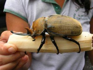 Жук-геркулес – силач в мире насекомых
