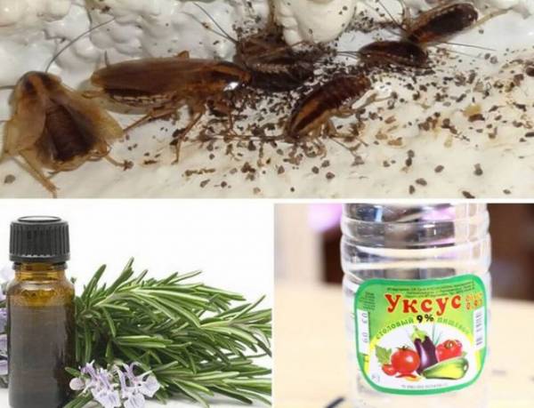 Эфирное масло против тараканов, какое масло они боятся больше?