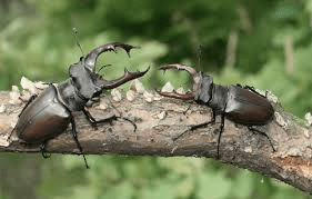 Секреты жизни жуков-рогачей