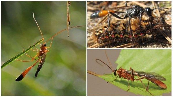 Большое насекомое похожее на осу с длинным телом: фото и название