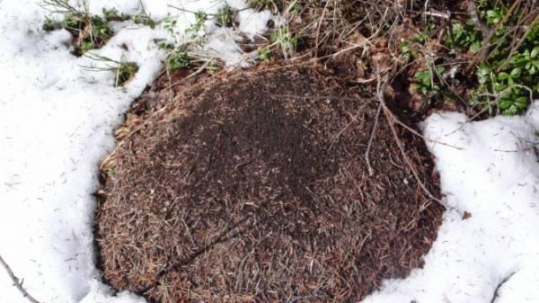 Как и где зимуют муравьи: спят в муравейнике или трудятся?