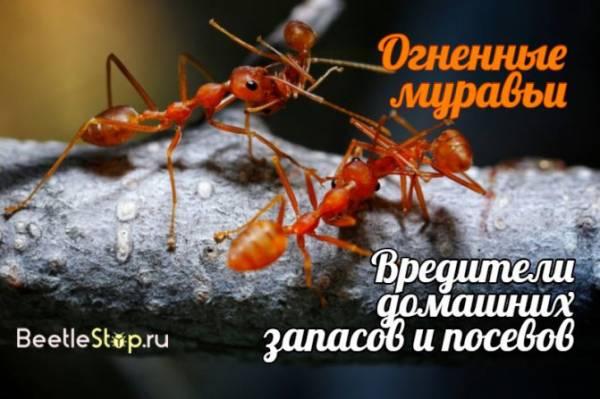 Чем опасны красные муравьи — способы борьбы с ними