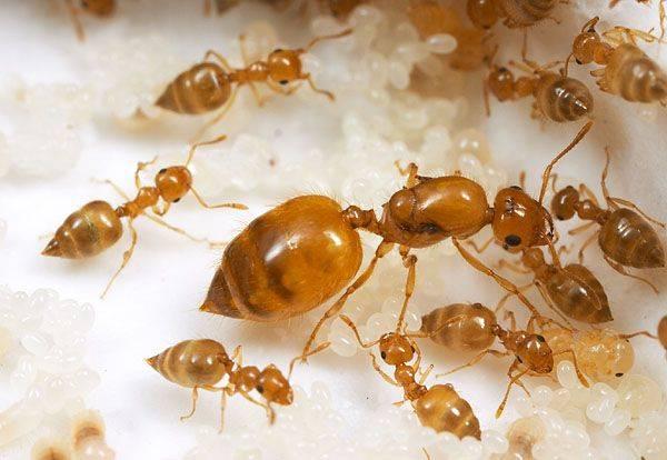 Чем опасны красные муравьи — способы борьбы с ними