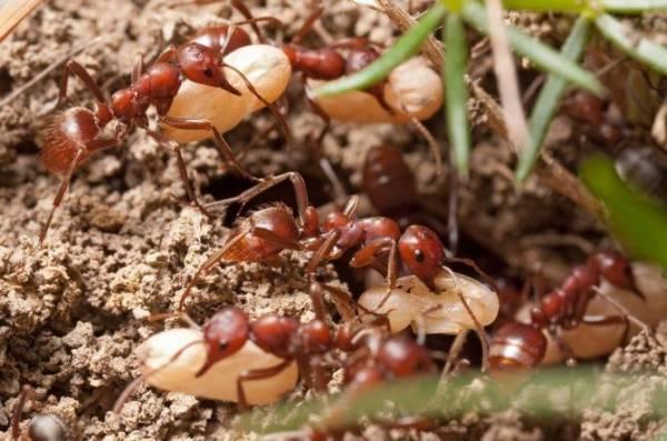 что несут муравьи кратко