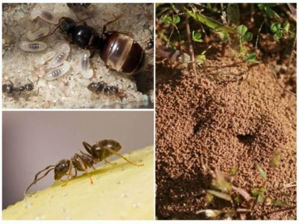 Садовые черные муравьи на участке: как избавиться, вред и польза