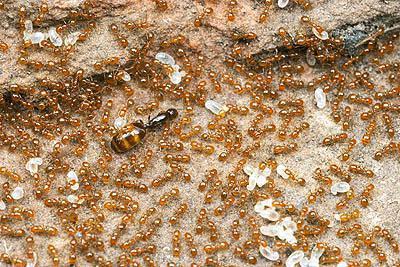 Как выглядит матка домашнего муравья фото и описание