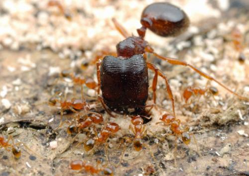 Кто такие летающие муравьи и что делать при их появлении в доме?