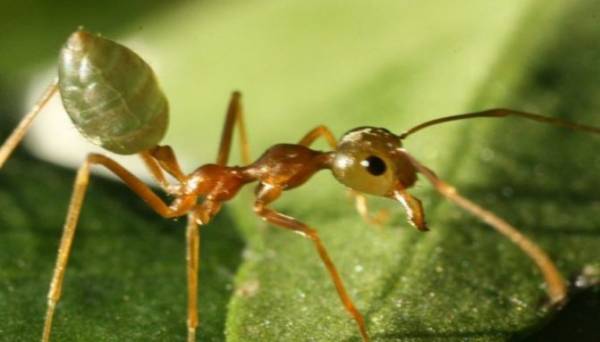 Описание муравьев-вредителей с фото: как выглядят, где обитают, как с ними бороться