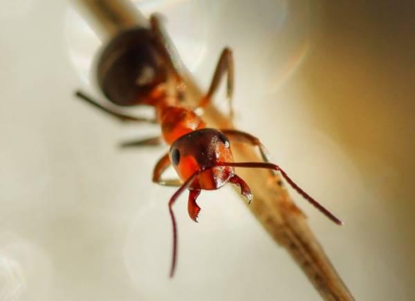 Чем опасен укус рыжего лесного муравья, особенности поведения
