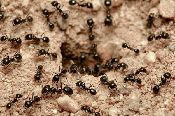 Как избавиться от непрошеных гостей домашние рыжие муравьи