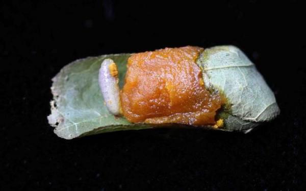 Муравей-листорез: подробное описание, фото, образ жизни