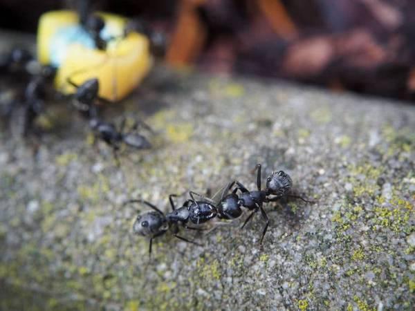 Как избавиться от муравьев на огороде: 4 способа, 2 метода и характеристики вредителя
