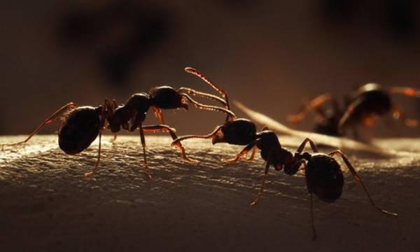 Маленькие труженики: какую пользу приносят муравьи