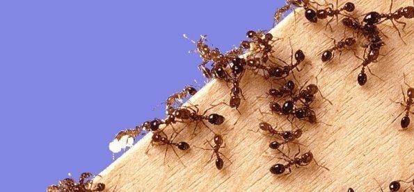 Сделай пользу, сожги муравью обоняние или чего боятся муравьи в квартире
