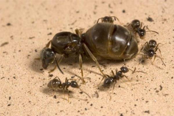 Описание муравьев-вредителей с фото: как выглядят, где обитают, как с ними бороться