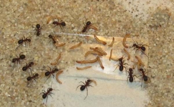 Чем опасен укус рыжего лесного муравья, особенности поведения