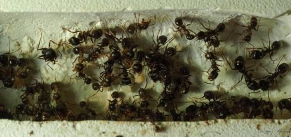 Как выглядит матка домашнего муравья фото и описание