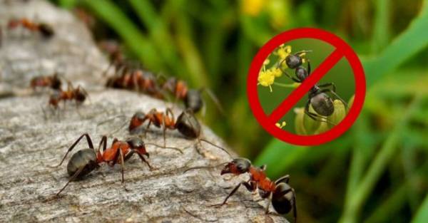 Сделай пользу, сожги муравью обоняние или чего боятся муравьи в квартире