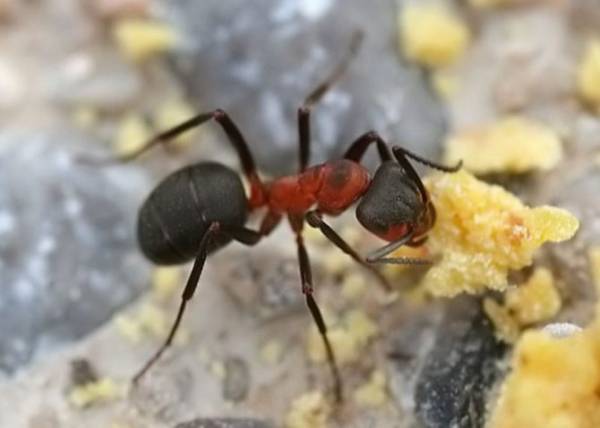 Садовые черные муравьи на участке: как избавиться, вред и польза
