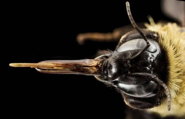 Шмель насекомое. Описание, особенности, образ жизни и среда обитания шмеля