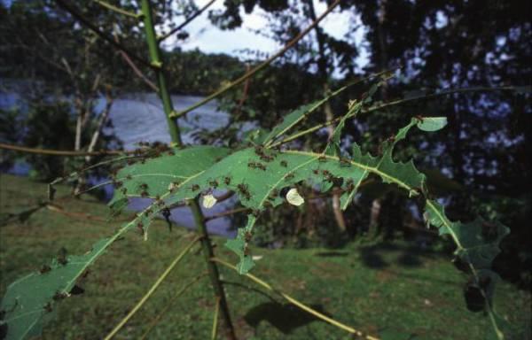 Муравей-листорез: подробное описание, фото, образ жизни