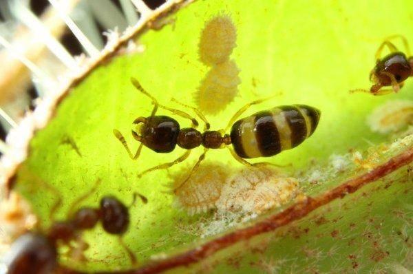 Маленькие труженики: какую пользу приносят муравьи