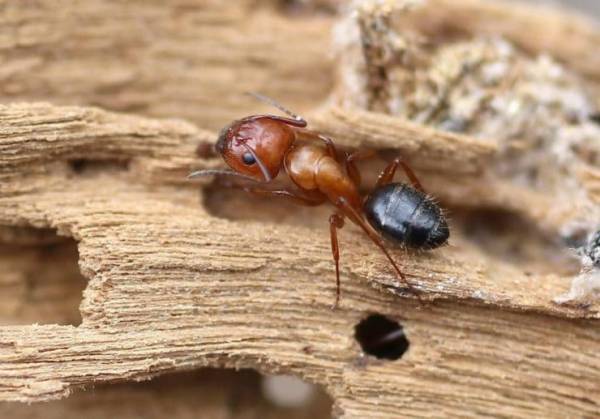 Интересные факты о муравьеде: загадка природы или ошибка эволюции