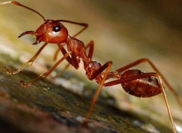 что несут муравьи кратко